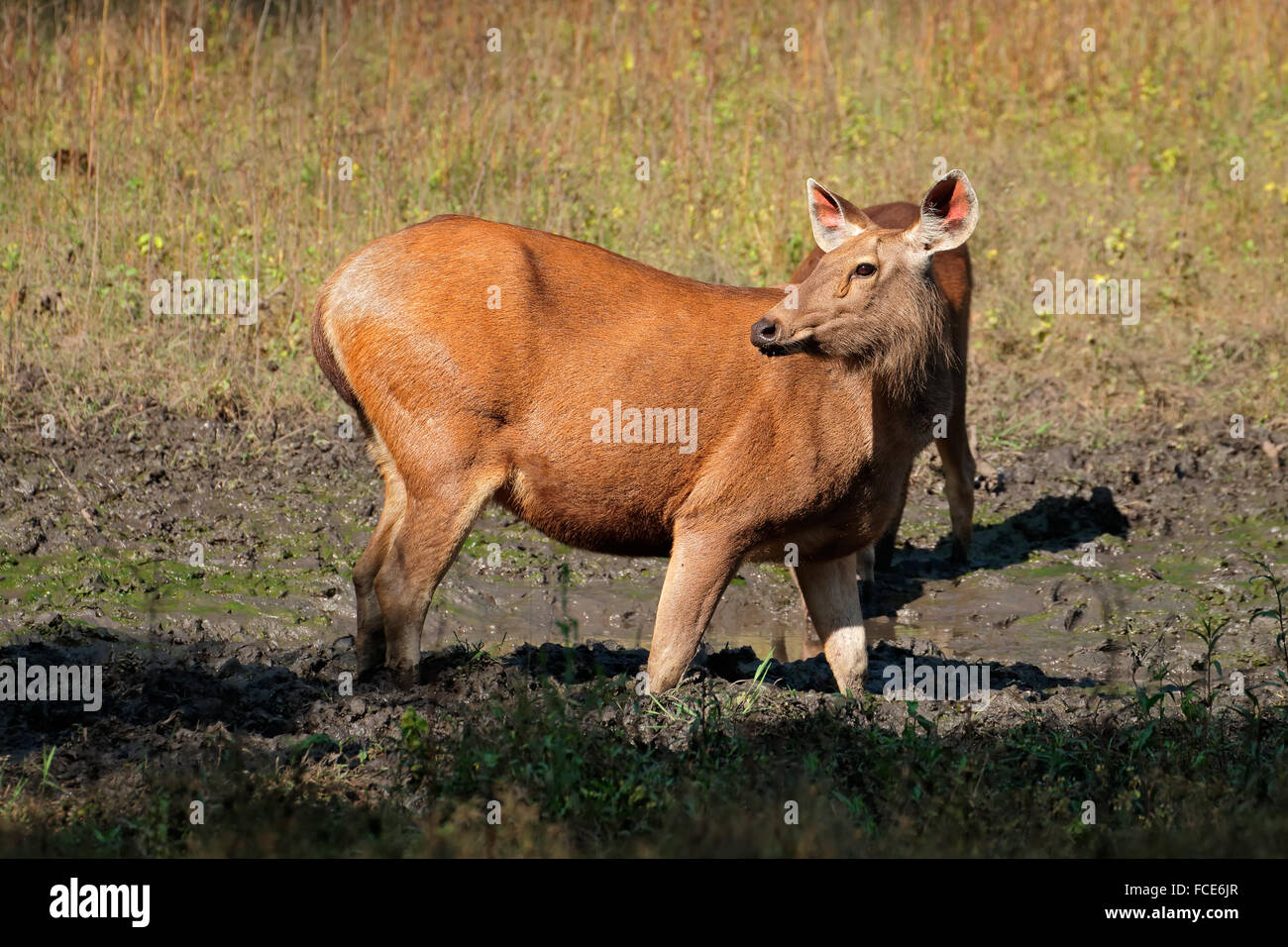Weibliche Sambar-Hirsch (Rusa unicolor), Kanha Nationalpark, Indien Stockfoto
