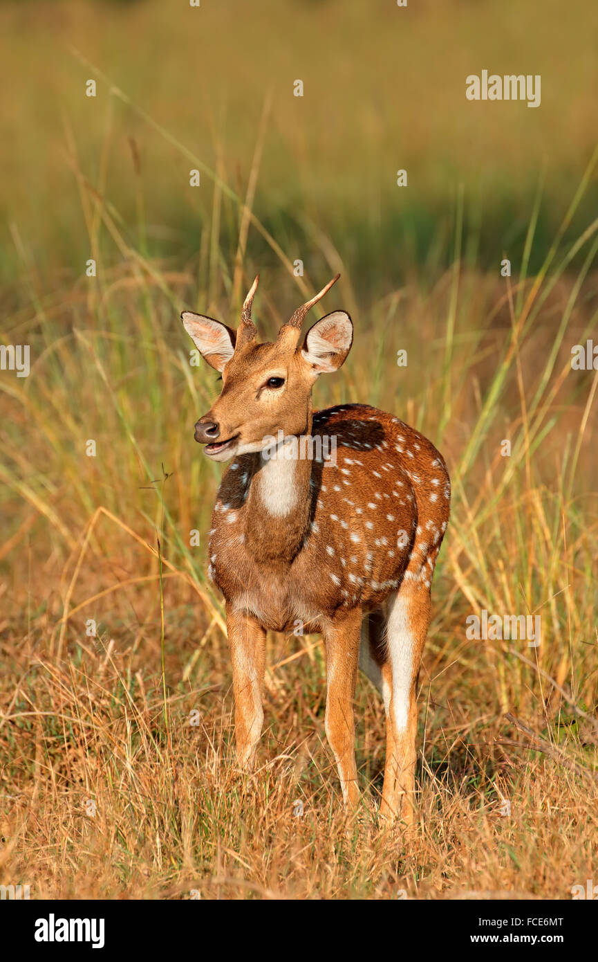 Ein junger Mann entdeckt, Hirsch oder chital (Axis Axis), Kanha Nationalpark, Indien Stockfoto