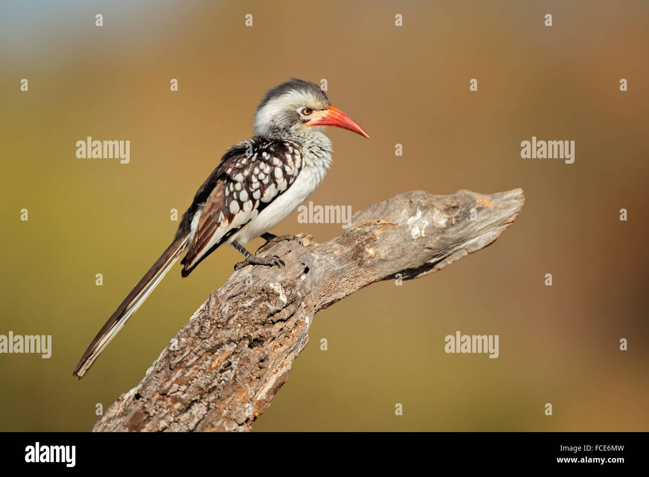 Rot-billed Hornbill (Tockus Erythrorhynchus) thront auf einem Ast, Südafrika Stockfoto