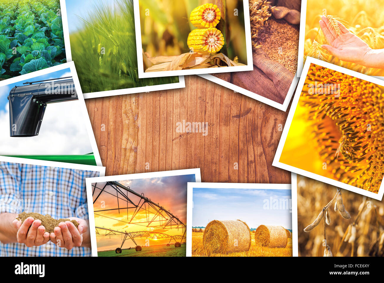 Landwirtschaft unter dem Motto Collage aus Fotos, Stapel verschiedener Kulturen und landwirtschaftlichen Bereich Bilder auf Holz Schreibtisch als Textfreiraum. Stockfoto