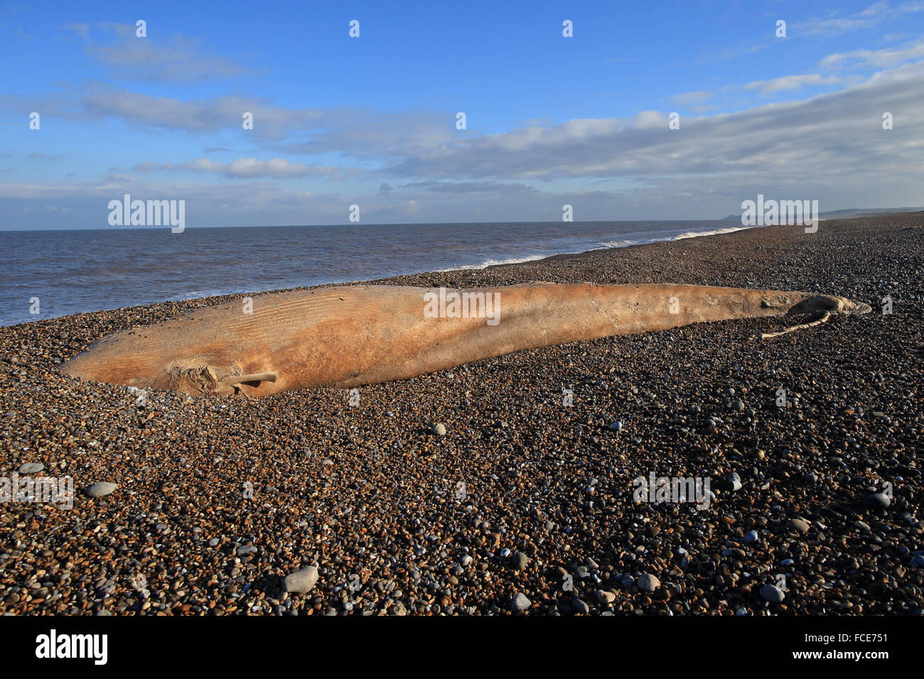 Nördlichen Zwergwal (Balaenoptera Acutorostrata) Stockfoto