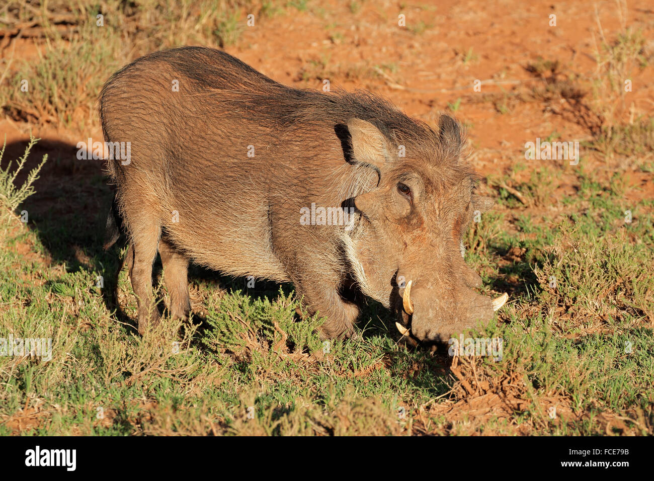Ein Warzenschwein (Phacochoerus Africanus) im natürlichen Lebensraum, Südafrika Stockfoto