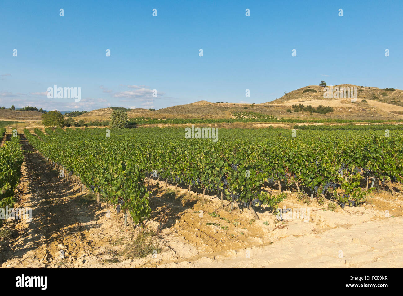 La Rioja Weinberg Felder durch den Jakobsweg in Logrono Stockfoto
