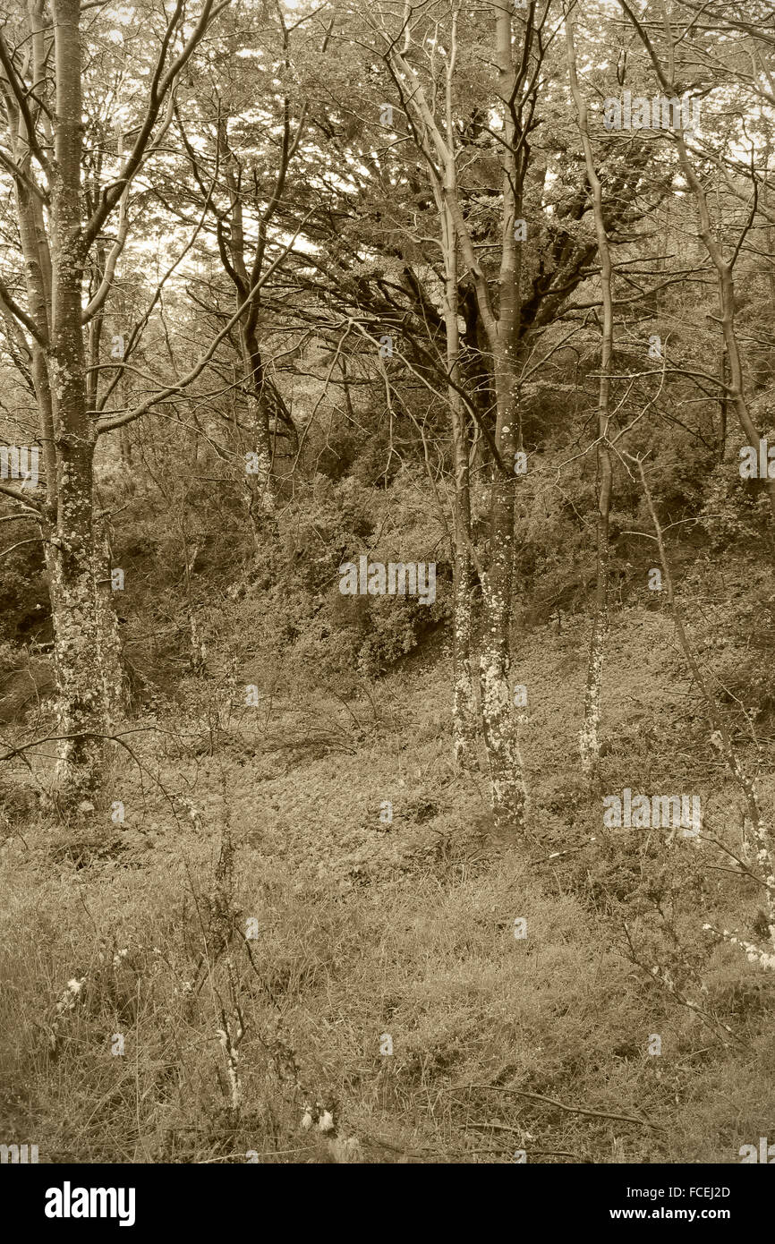 Wald in Sepia-Farbton. Herbstsaison. Vertikale. Stockfoto