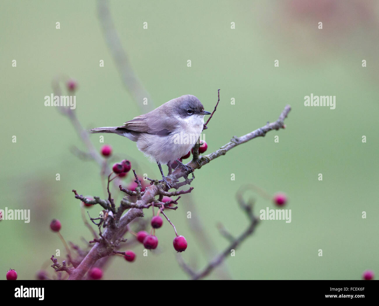 Zentrale asiatische Lesser Whitethroat Sylvia curruca Stockfoto