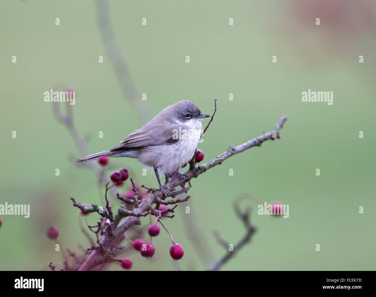 Zentrale asiatische Lesser Whitethroat Sylvia curruca Stockfoto