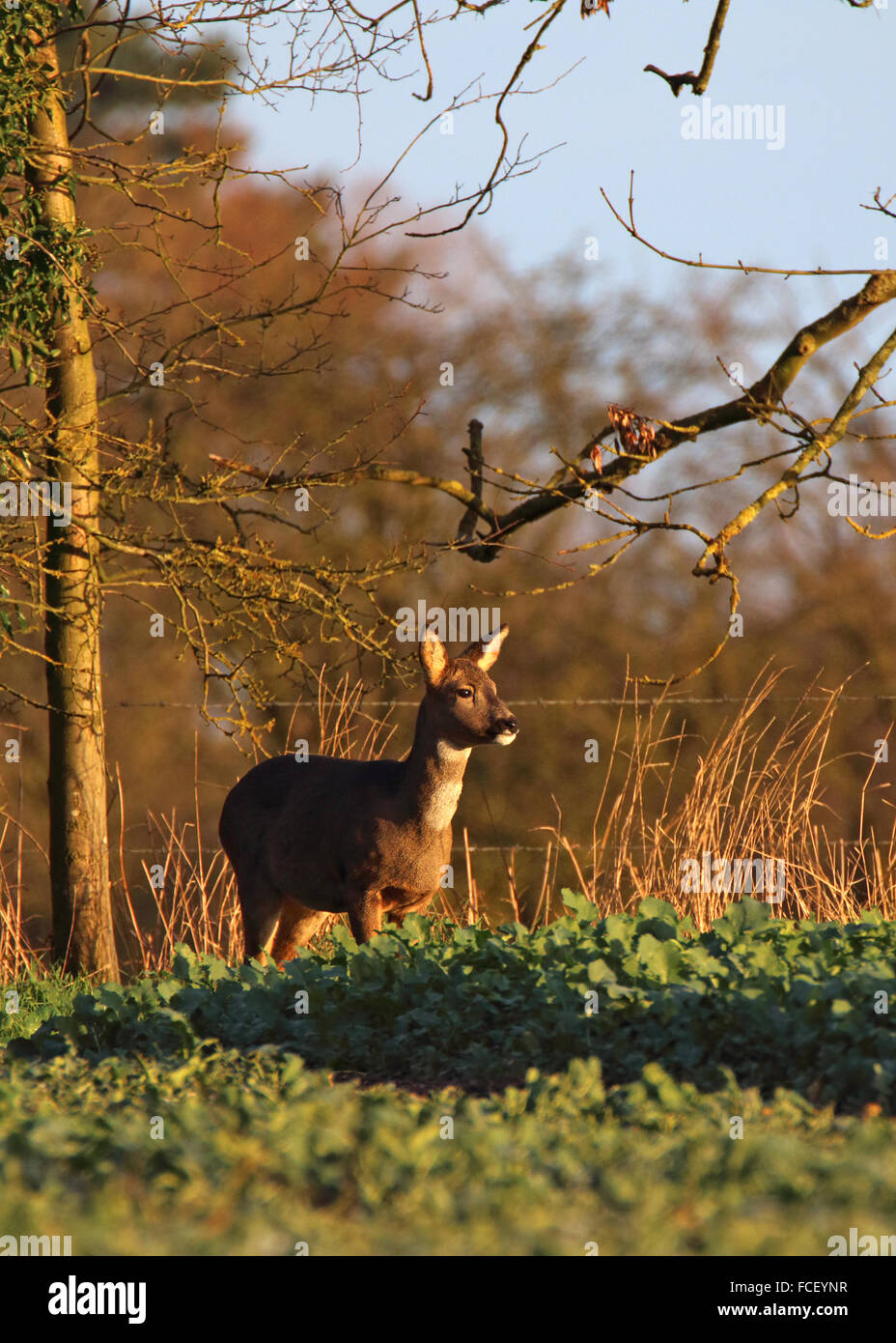 Weibliche Rehe Capreolus Fütterung am Rande eines Bauern-Feldes Stockfoto