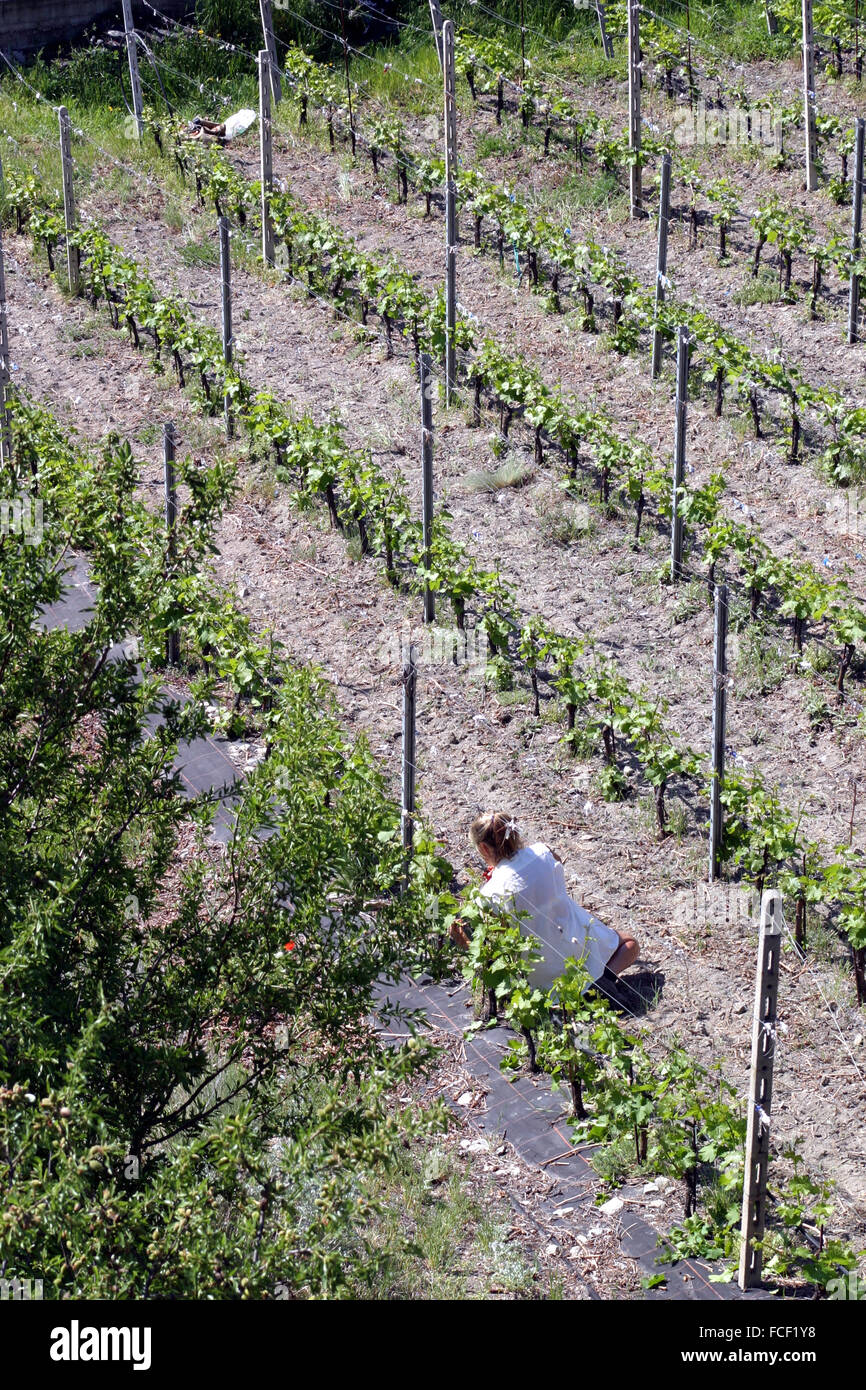 Trauben, Wein, Feld, Bauernhof, Weinberg, Arbeiter, Wein, Italien, Italienisch Stockfoto