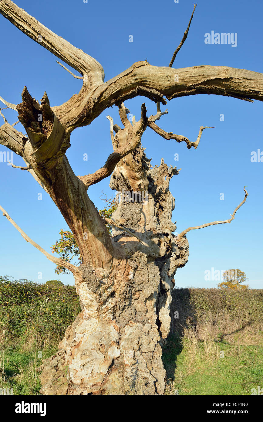Alte (Englisch) Pedunculate Eiche - Quercus robur Stockfoto