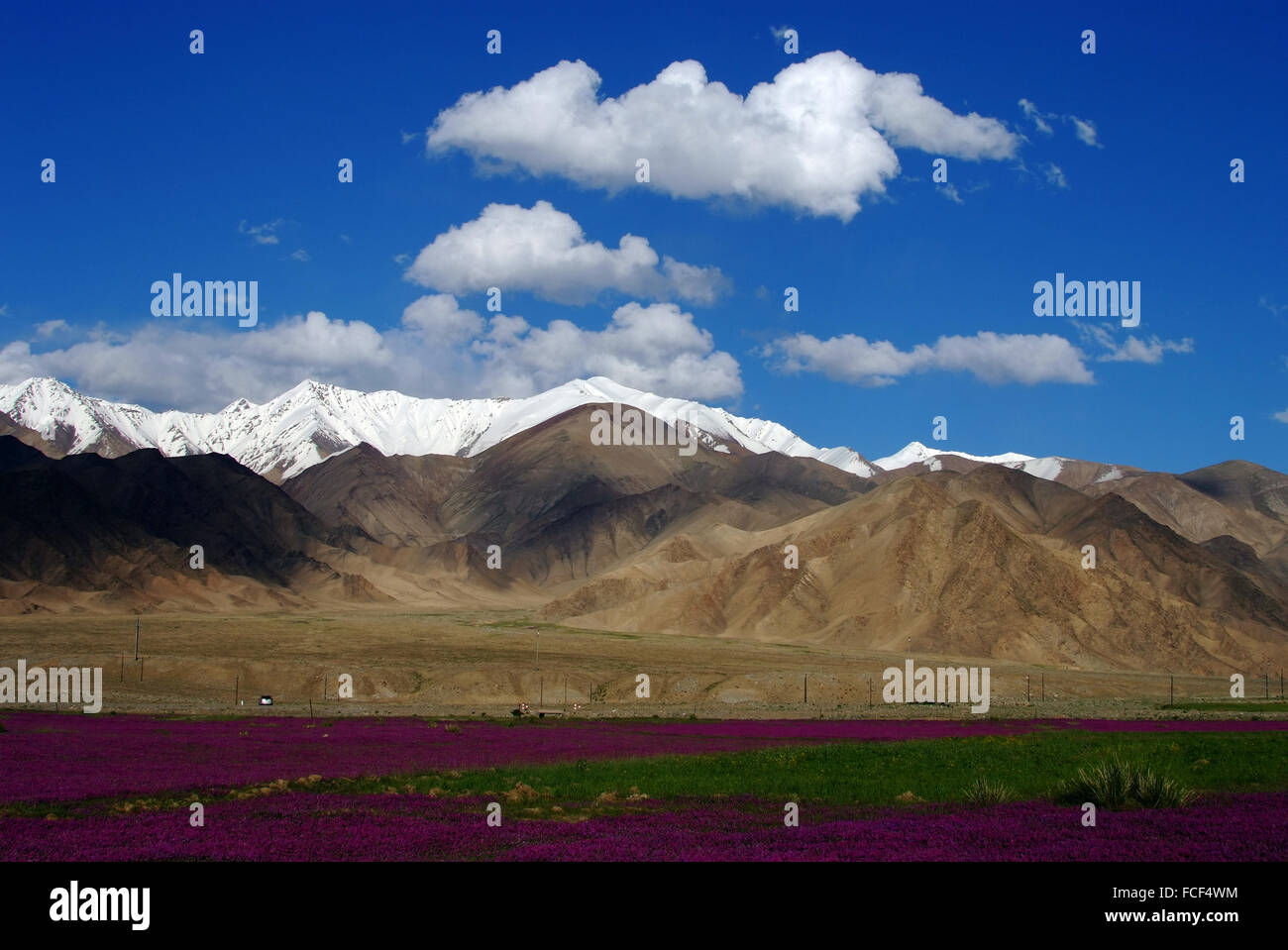 Violette Blumenmeer Stein Stadt Tashkurgan Tajik autonome Grafschaft Xingjiang China Stockfoto