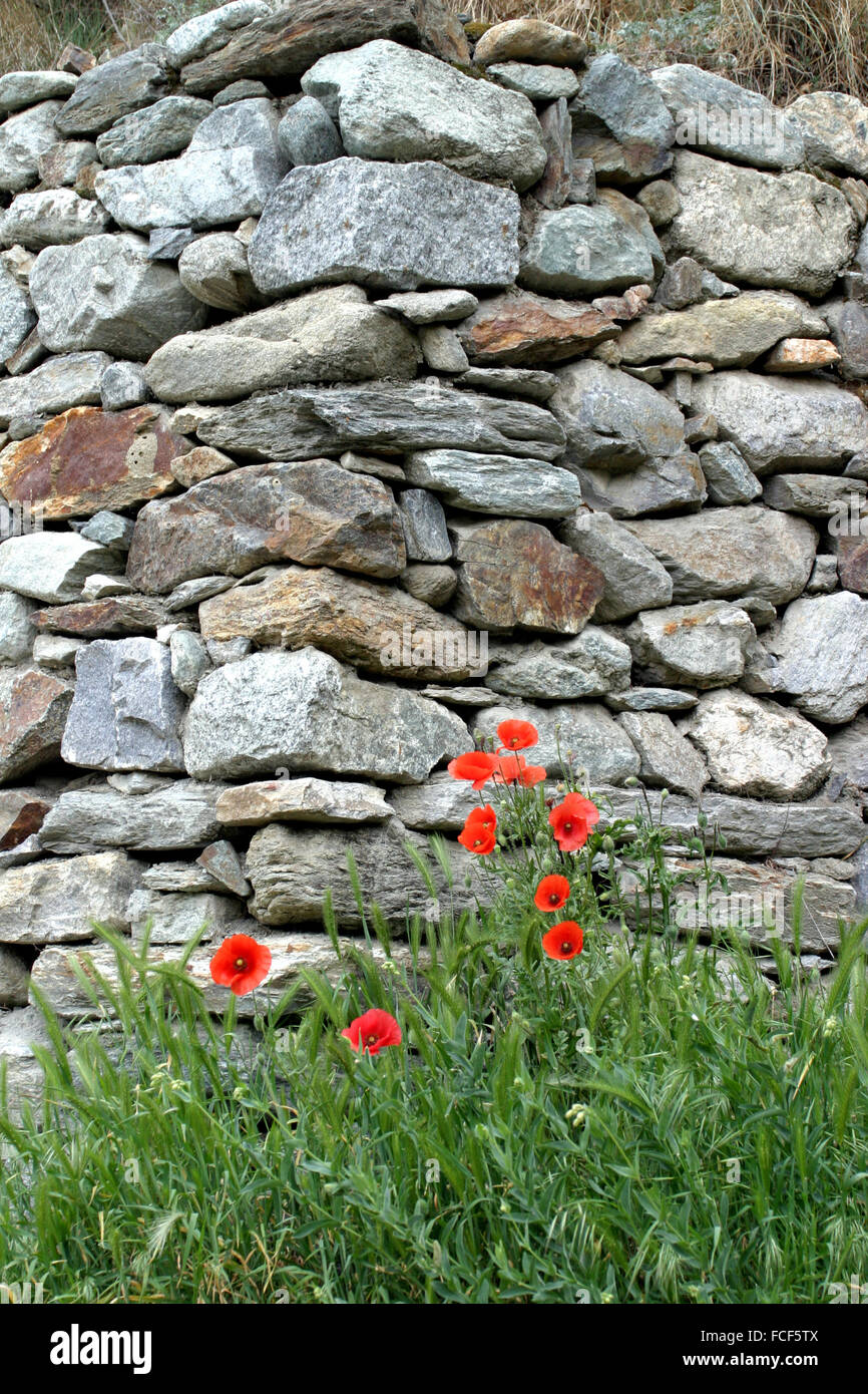 Felsen, Wand, Blumen, roter Mohn Stockfoto