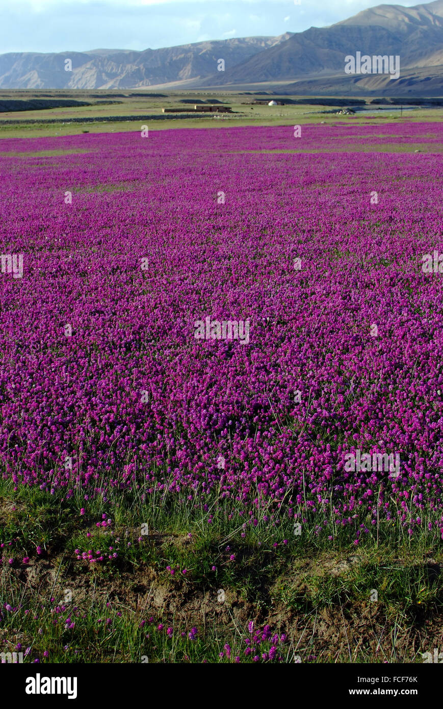 Violette Blumenmeer Stein Stadt Tashkurgan Tajik autonome Grafschaft Xingjiang China Stockfoto