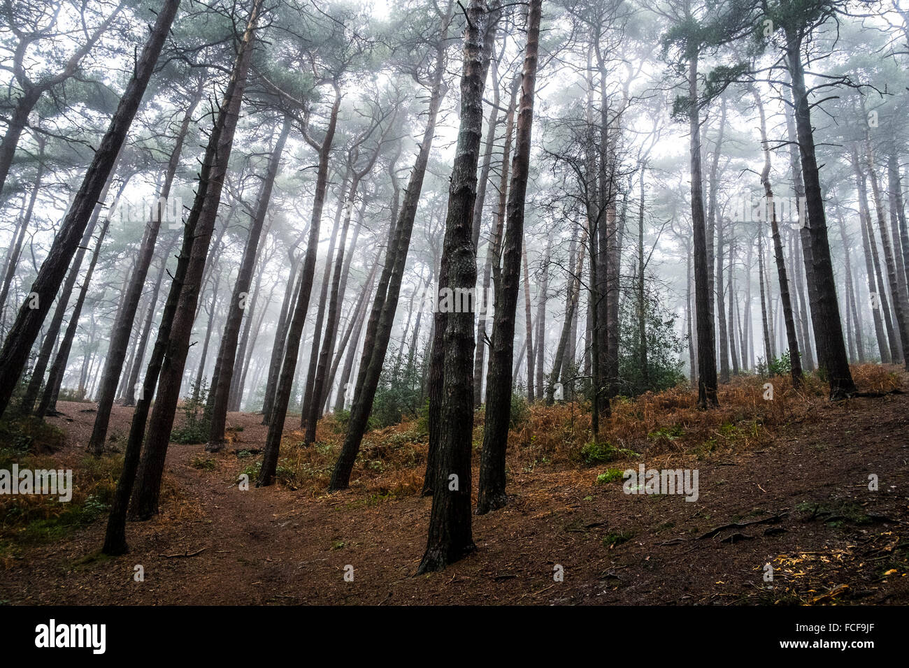 Bäume im Wald auf den Lickey Hills, West Midlands, UK. Stockfoto