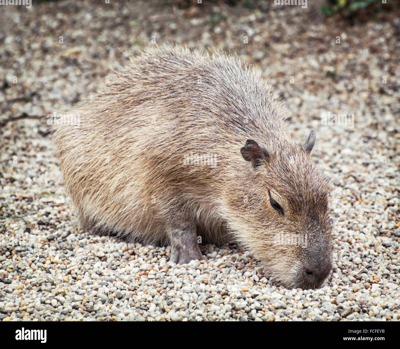 Wasserschwein (Hydrochoerus Hydrochaeris) ist ein großes Nagetier der Gattung Hydrochoerus, von denen das einzige extant Mitglied der le ist Stockfoto