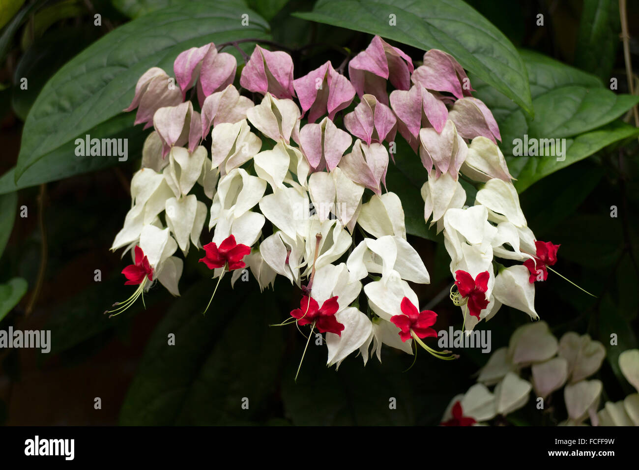Rote und weiße Blüte Clerodendrum thomsoniae Stockfoto