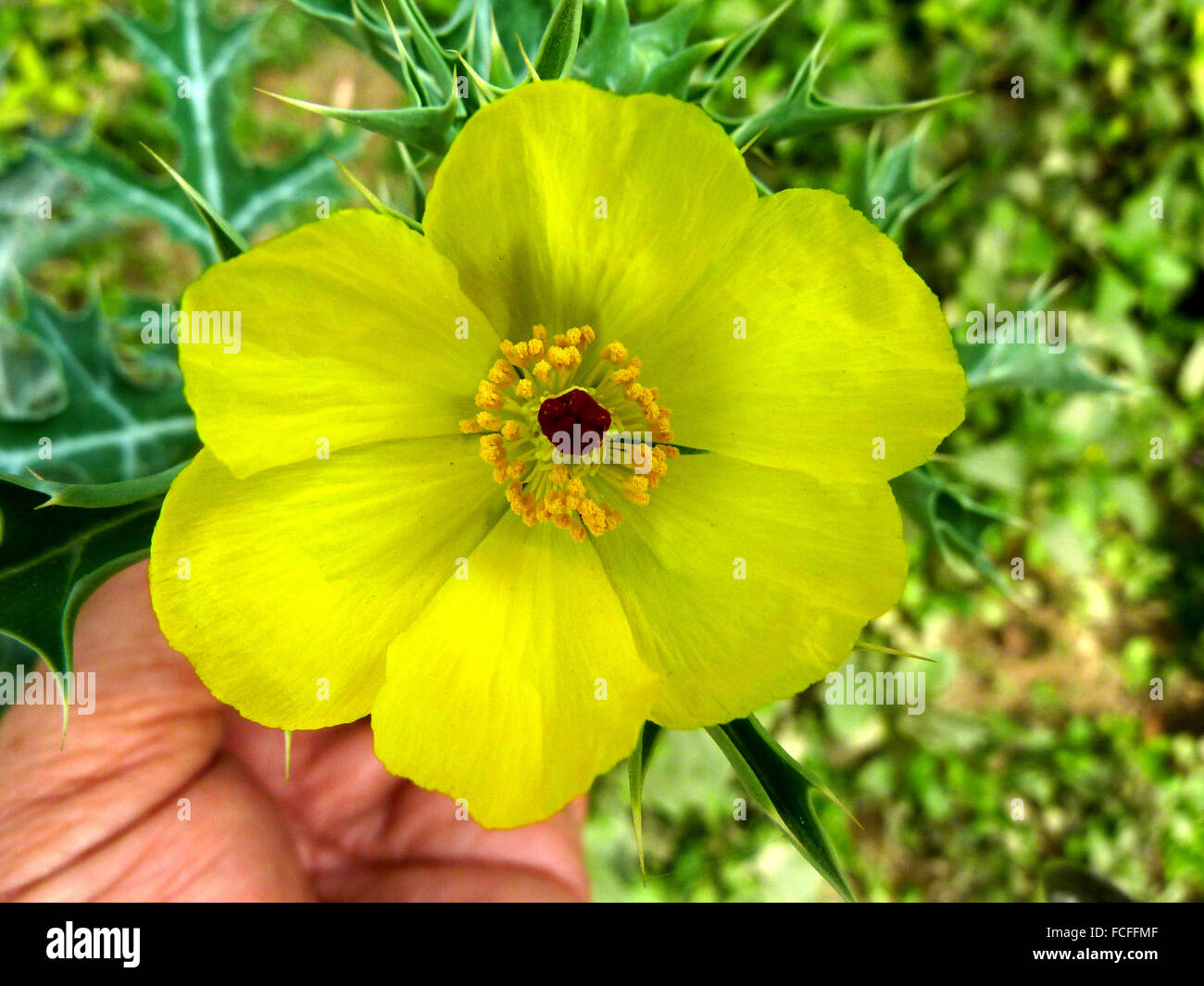 Argemone Mexicana, Mexiko Prickly Poppy, wilde jährliche Kraut stacheligen Laubblätter, gelbe Blüten, schwarzen Samen Ertrag katkari Stockfoto