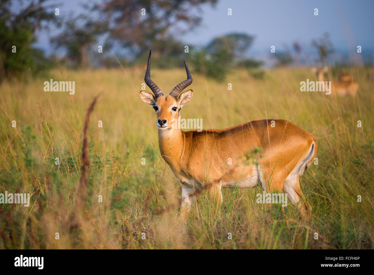 Uganda Kob (Kobus Kob Thomasi), Queen Elizabeth National Park, Uganda, Afrika Stockfoto