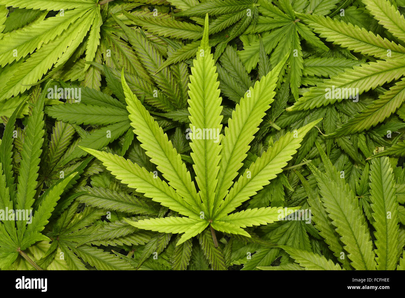 Großen Marihuana Flügel schließen mit Textur Hintergrund der Cannabis Blätter in einem Stapel Stockfoto