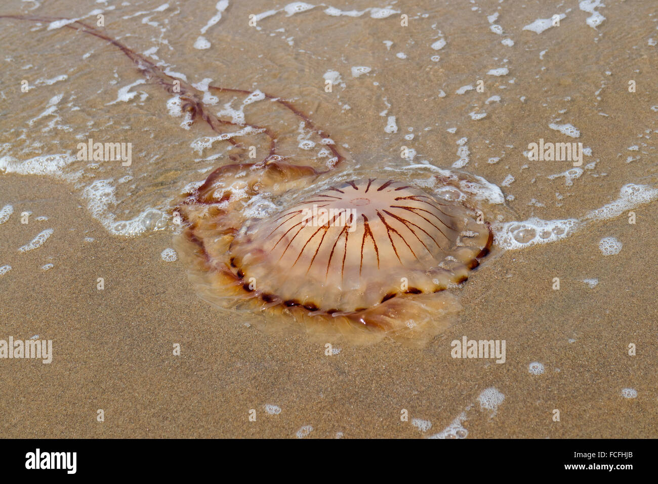 Kompassquallen am Strand angeschwemmt Stockfoto