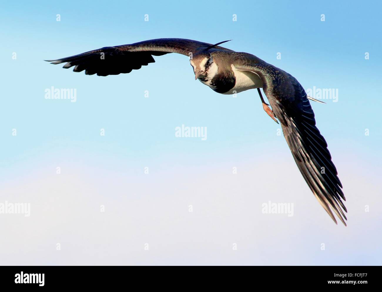 Europäischen gemeinsamen Kiebitz (Vanellus Vanellus) während des Fluges im Nahbereich, kommend in Richtung der Kamera Stockfoto