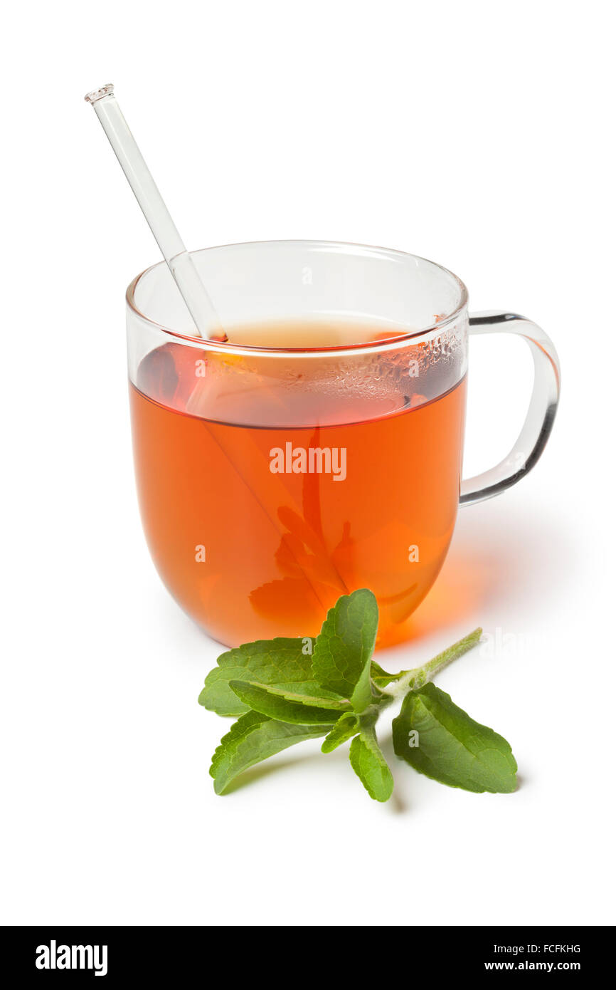 Glas mit Tee und frische Stevia Rebaudiana Blätter als Süßungsmittel auf weißem Hintergrund Stockfoto