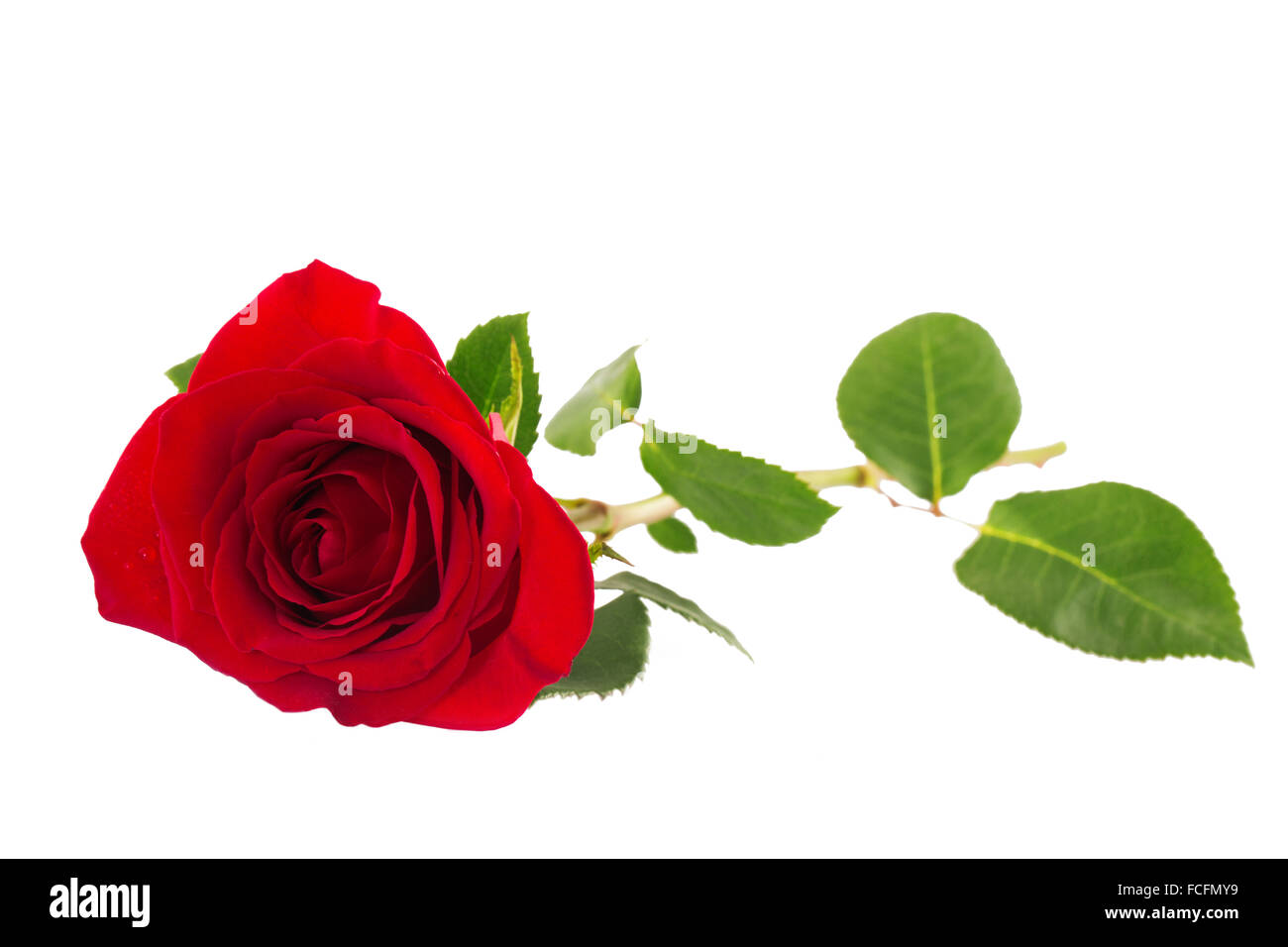 Schöne rote Rose auf weißem Stockfoto
