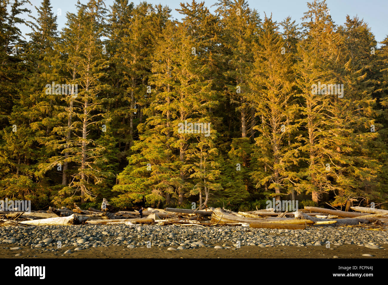 BC00500-00... BRITISH COLUMBIA - Abend am Walbran Creek Camp auf Vancouver Island an der West Coast Trail. (MR) Stockfoto