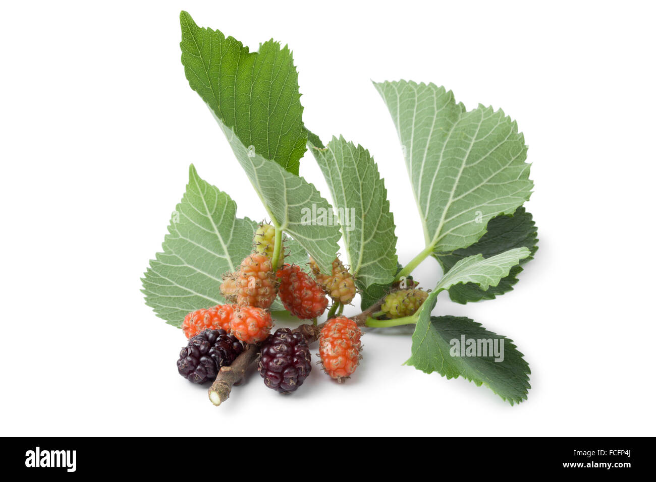 Frischen Zweig mit Maulbeeren auf weißem Hintergrund Stockfoto