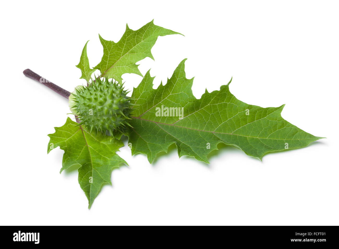 Frische grüne Thornapple und Blätter auf weißem Hintergrund Stockfoto