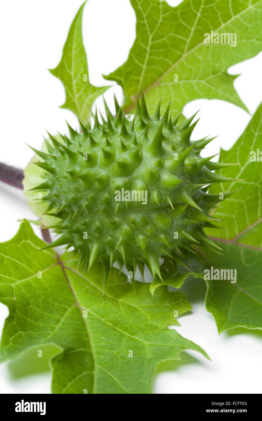 Frische grüne Thornapple hautnah auf weißem Hintergrund Stockfoto