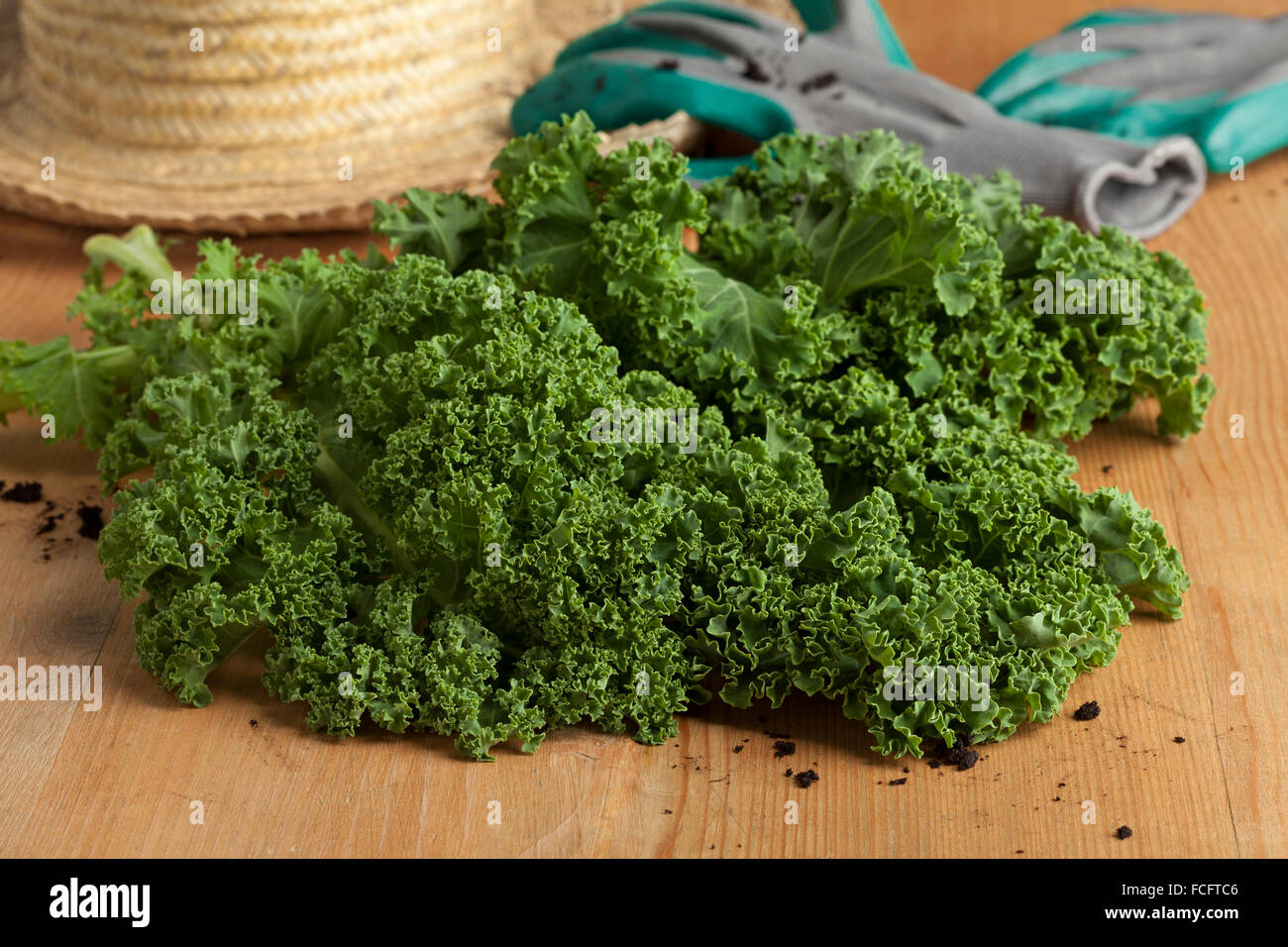 Frisch gepflückte Bio Grünkohl Stockfoto