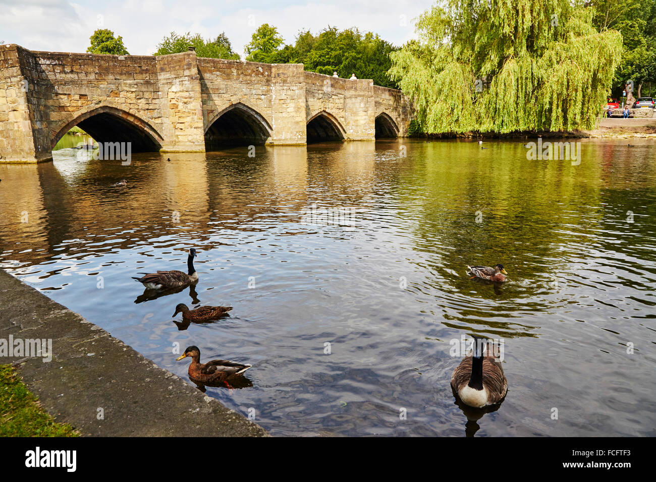 Kanadagänse und Enten im 13. Jahrhundert alte Brücke über den Fluss Wye in Bakewell, Derbyshire, England, UK. Stockfoto