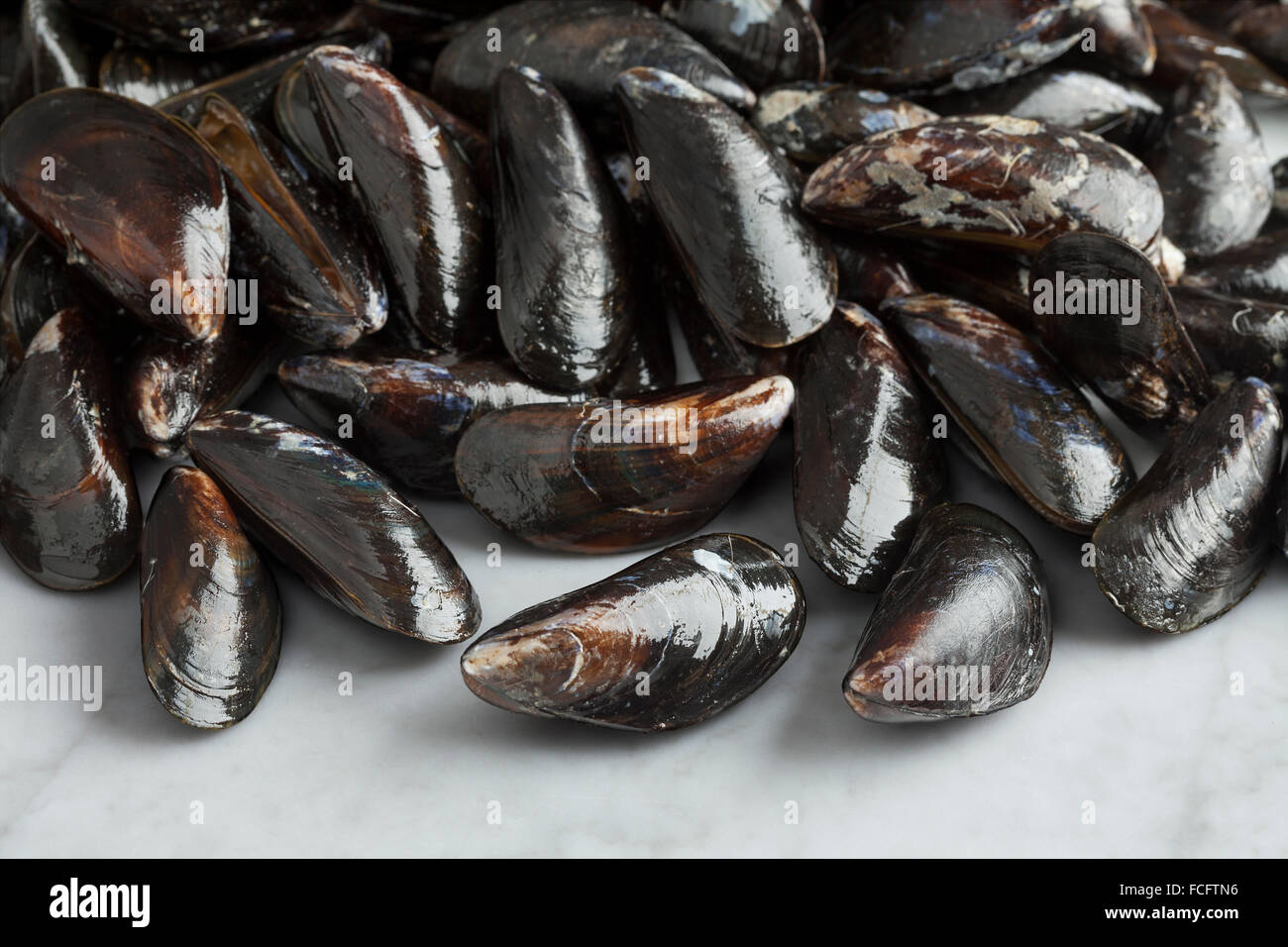 Frische ungekochte gemeinsame Muscheln in der Schale Stockfoto