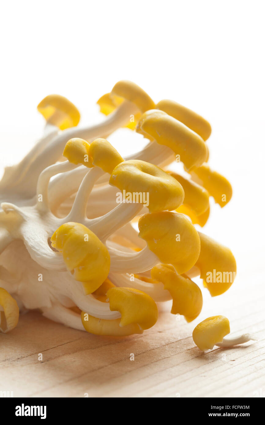 Frischen Haufen rohe gelbe Austernpilze Stockfoto