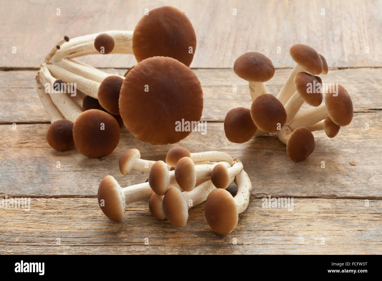 Frischen Haufen von rohen Pioppino Pilze Stockfoto