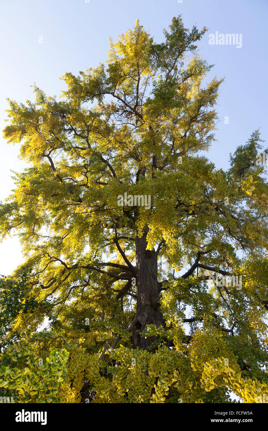 Ginkgo biloba baum herbst Fotos und Bildmaterial in hoher Auflösung