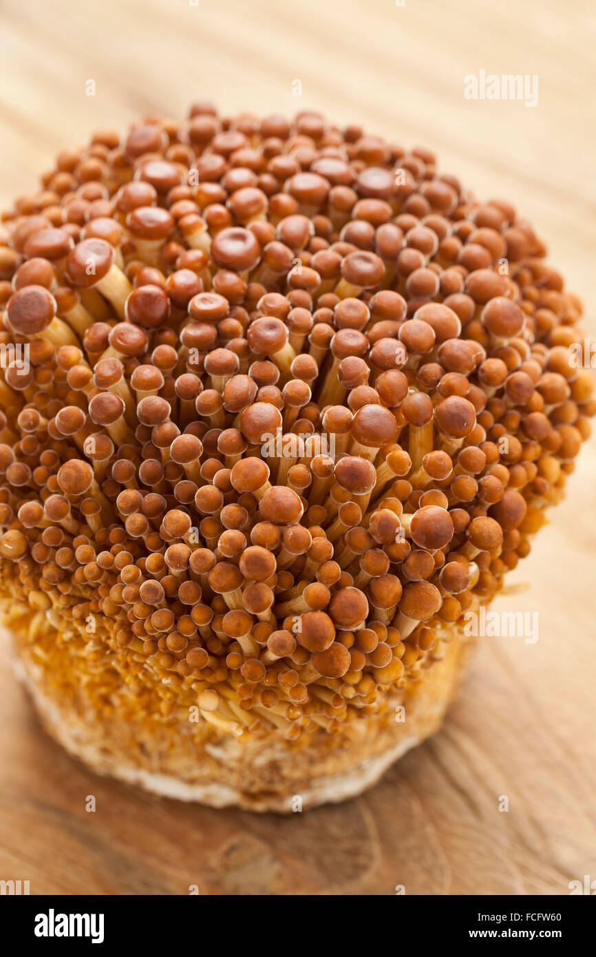 Reihe von kultivierten Goldene Enoki Pilze Stockfoto