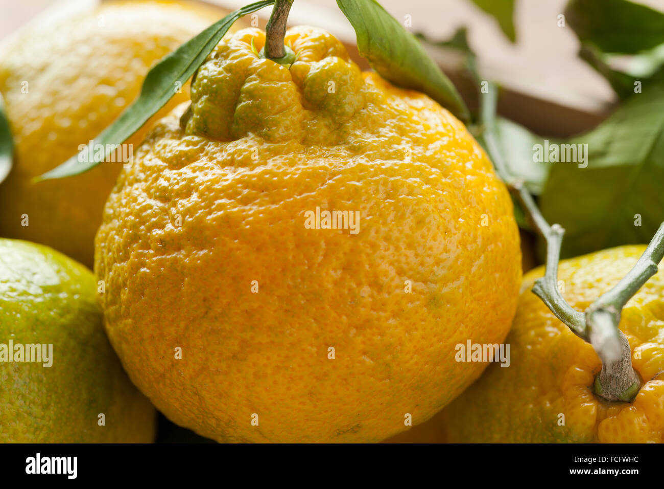 Frisch gepflückte Reife Bio Mandarinen Stockfoto