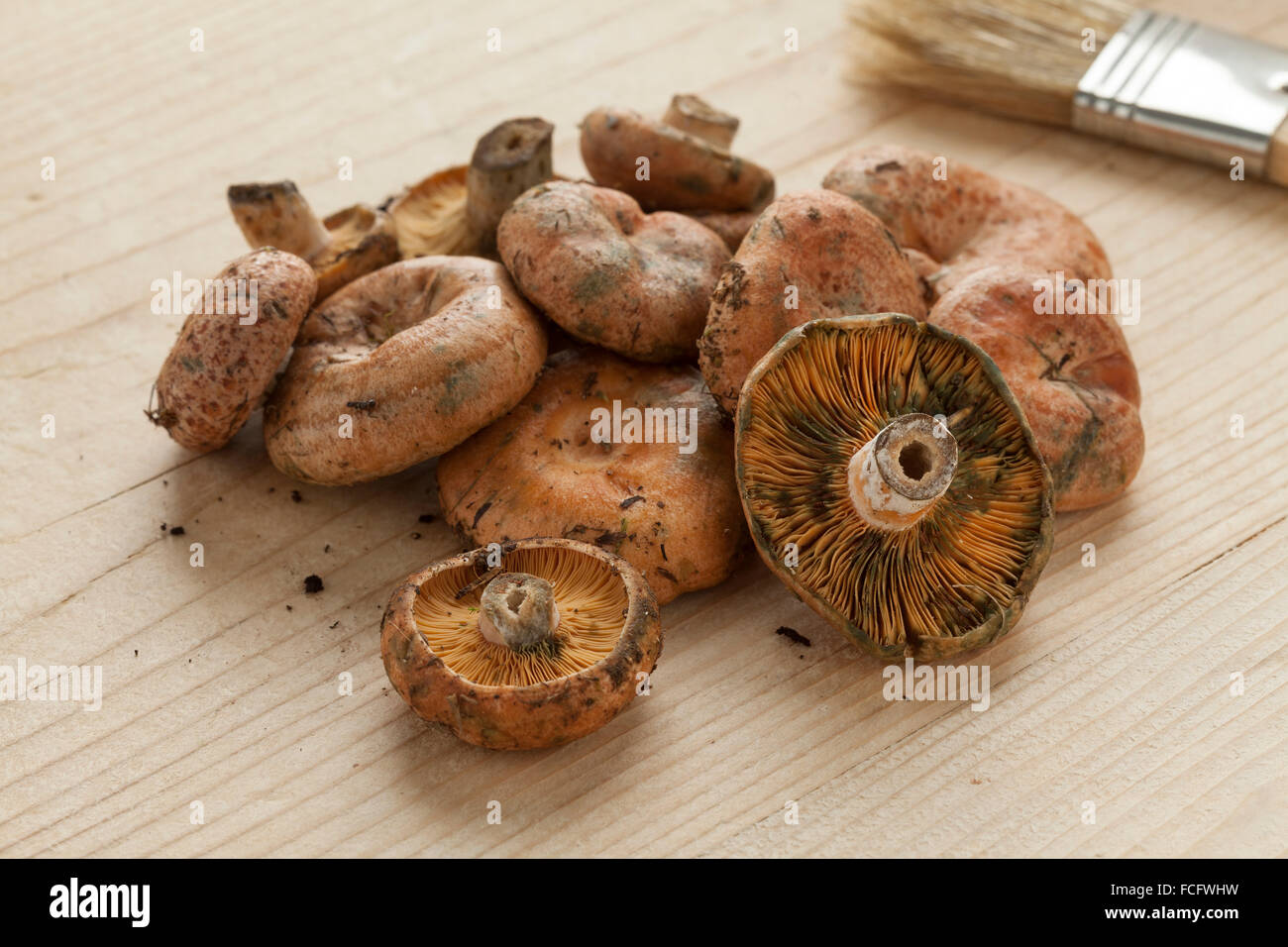 Frisch gepflückt rohe Milch-Kappen-Pilze Stockfoto