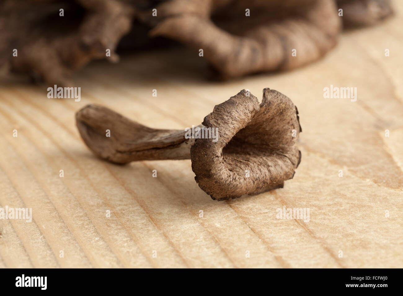Frisches rohes Füllhorn Pilze Stockfoto