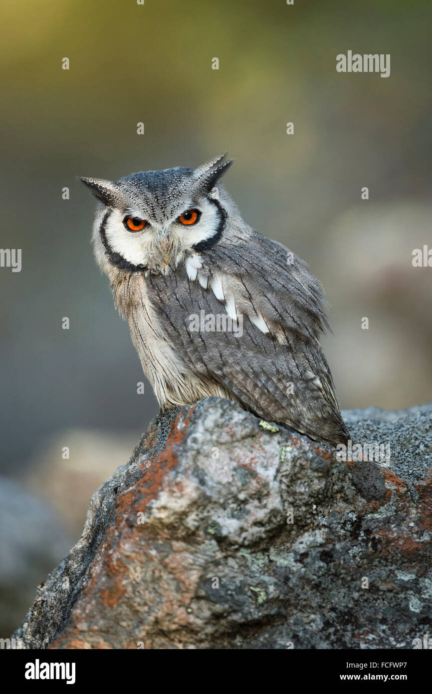 Südliche Weißkopfeule / Südbuescheleule ( Ptilopsis granti ), auf einem Felsen sitzend, sieht ernst aus, Afrika, Botswana. Stockfoto