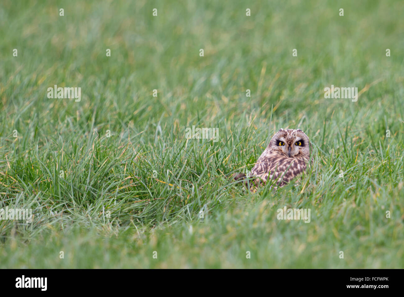 Kurzohrige Eulen / Sumpfohreule ( Asio flammeus ) versteckt sich im grünen Gras einer Weide, blickt über die Schulter, Wildtiere, Europa. Stockfoto