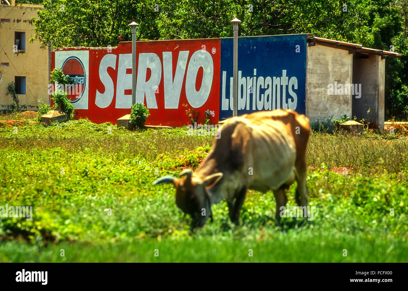 Eine Kuh in einem Reisfeld vor Fett, unverwechselbare Werbung füttern. Stockfoto