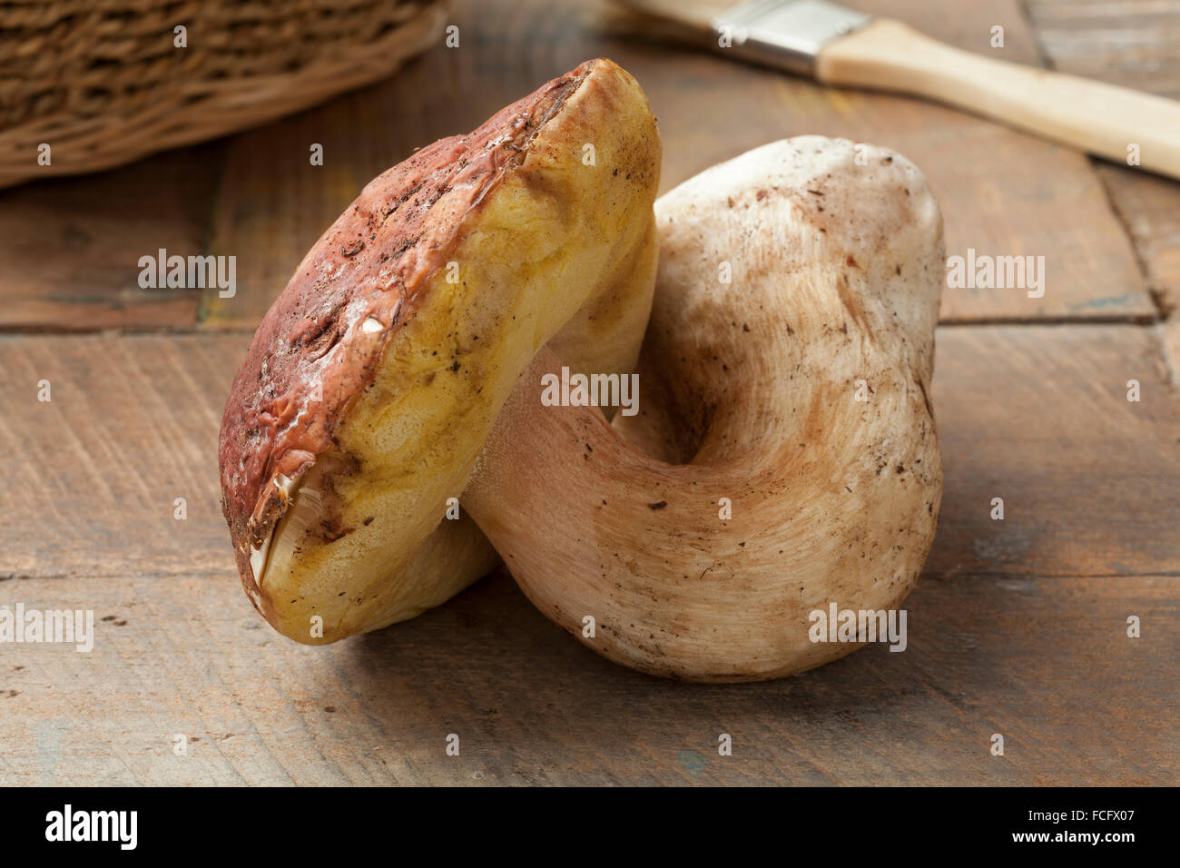 Einzelne frische Steinpilze Pilz Stockfoto