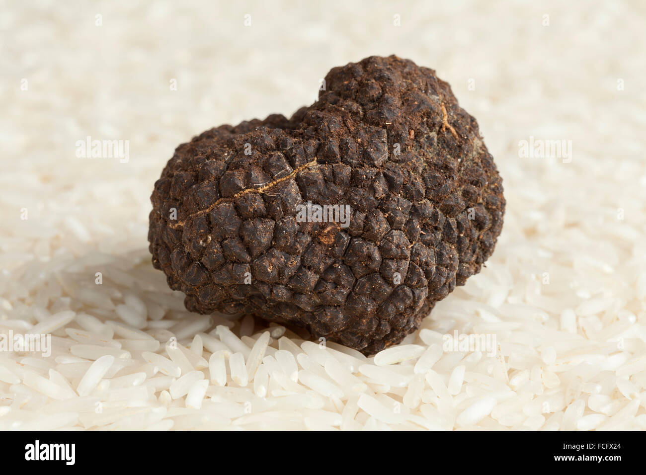 Frische ganze schwarze Trüffel auf Basmati-Reis Stockfoto