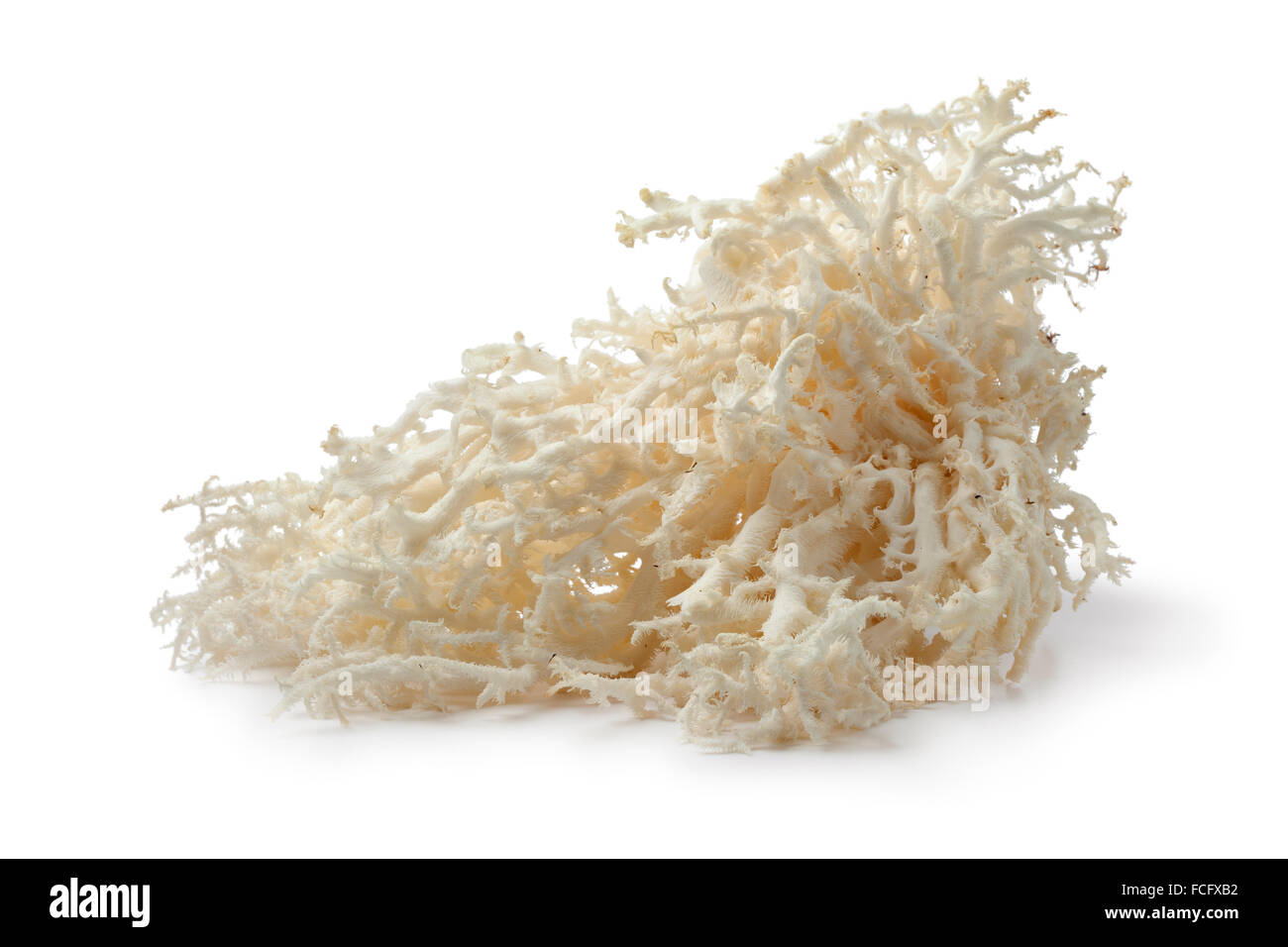 Weiße Koralle Pilz auf weißem Hintergrund Stockfoto