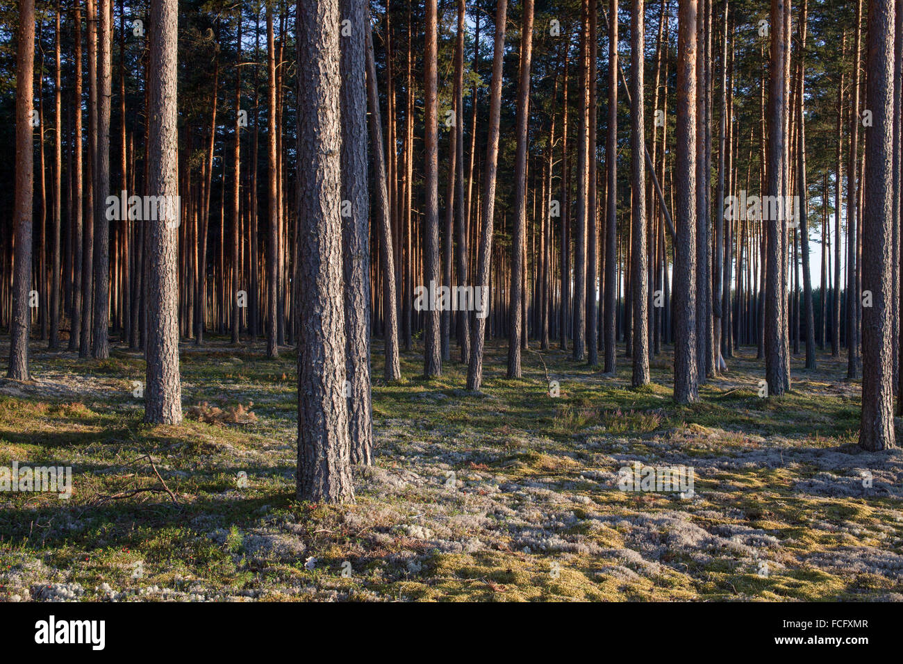 Kiefernwald im Sonnenuntergang Stockfoto