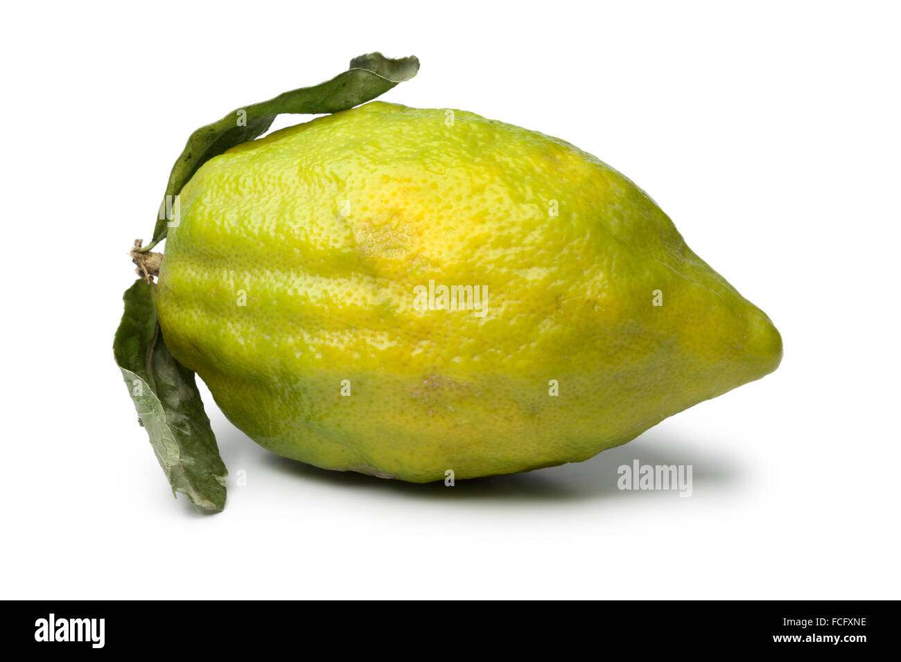 Frische grüne Citrus Medica auf weißem Hintergrund Stockfoto