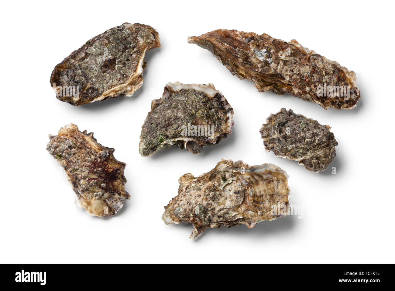 Frische rohe Pazifische Austern auf weißem Hintergrund Stockfoto