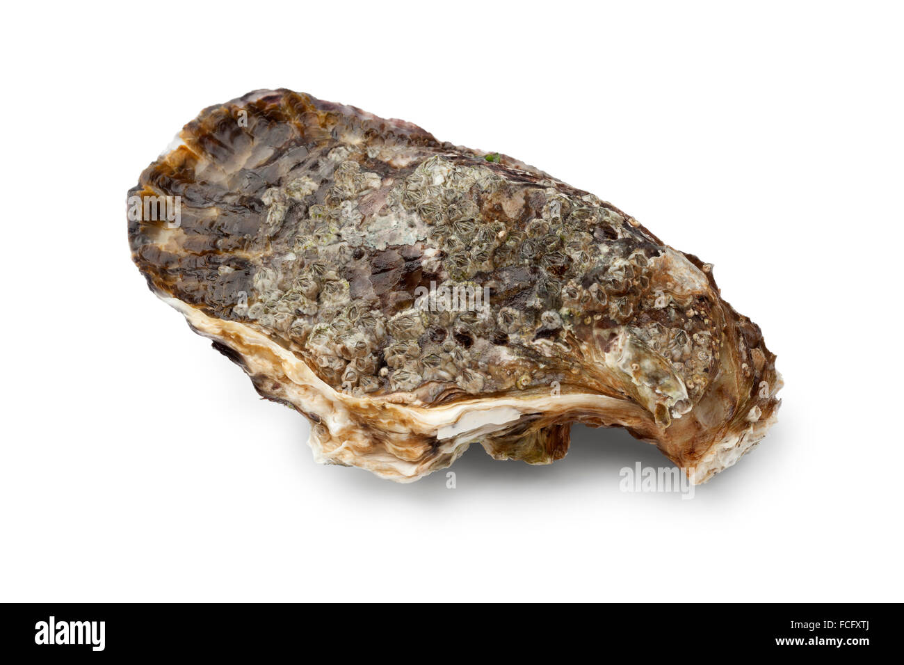 Einzigen frischen rohen Pazifische Auster auf weißem Hintergrund Stockfoto